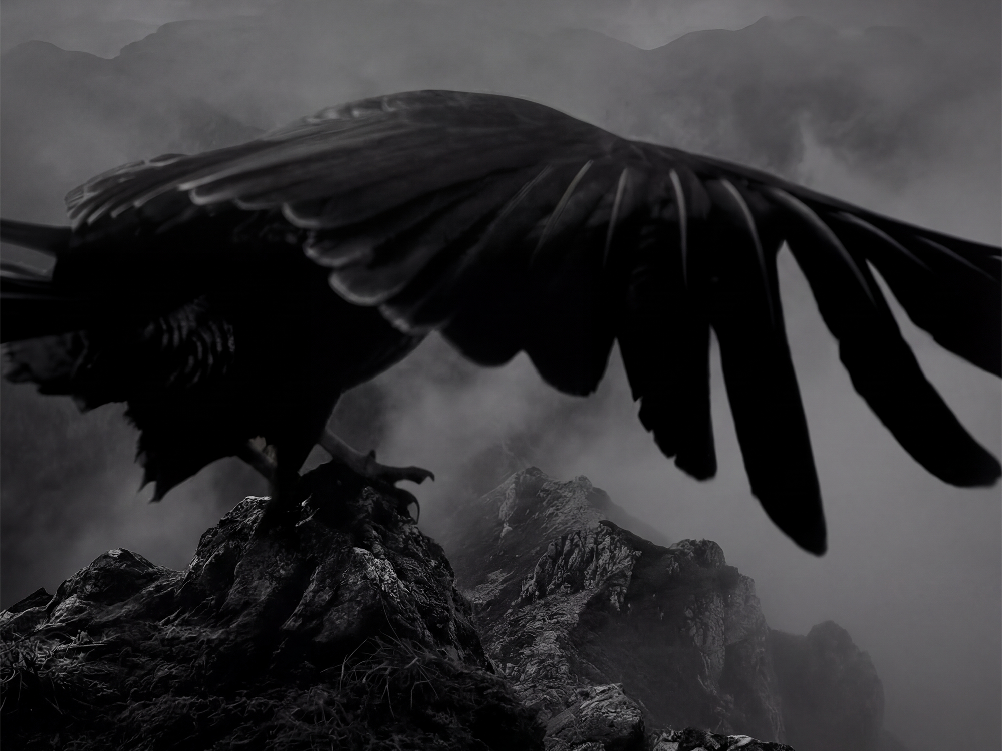 Blackbird climbing shoe, visually representing one of the most innovative climbing shoes ever created