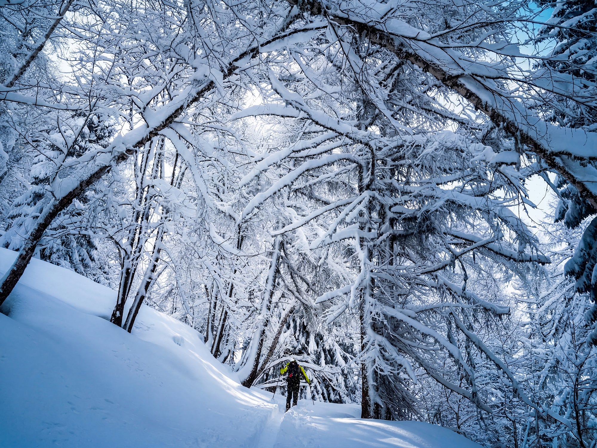A snowy forest scene with snow-covered trees and a mountain guide wearing SCARPA's F1 RS ski mountaineering boots.
